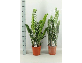 Zamioculca m21 90cm                               