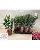 Lilium 13                                         