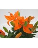 Lilium 13                                         
