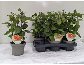 Physalis perubianus alkekenge m13                 