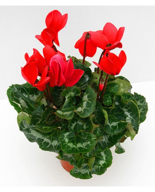 Cyclamen m14                                      