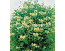 Madreselva (lonicera japonica) m15 80cm           