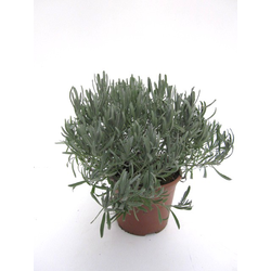 Espliego oficinalis m14                           