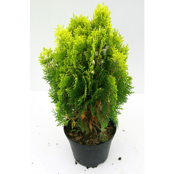 Thuya aurea nana 2.5lt                            