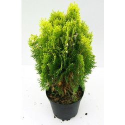 Thuya aurea nana 2.5lt                            