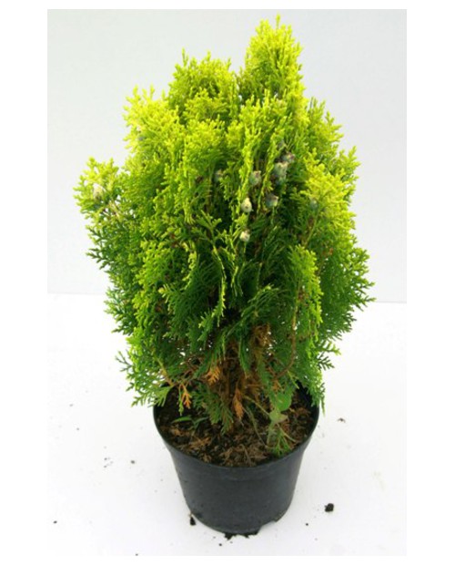 Thuya aurea nana 2.5lt                            
