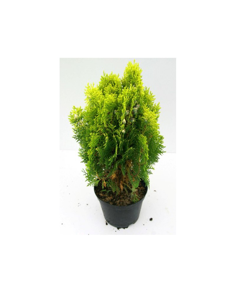 Thuya aurea nana 2.5lt                            