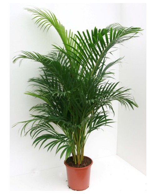 Areca m20 120/130                                 