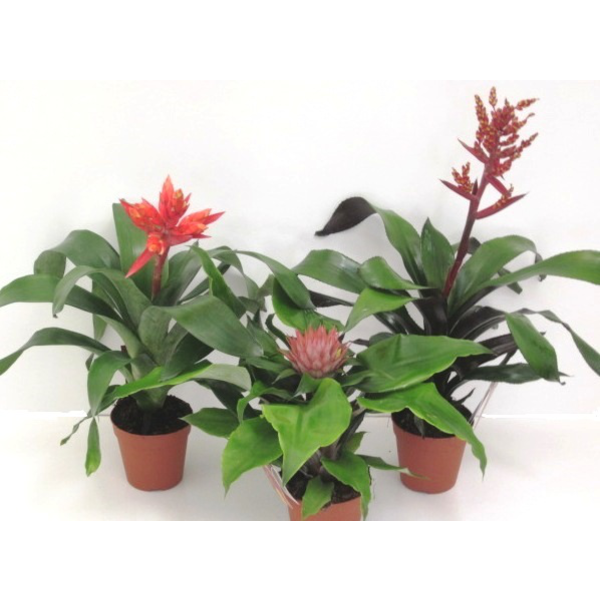 Billbergia mix m15                                