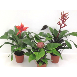 Billbergia mix m15                                
