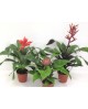 Billbergia mix m15                                