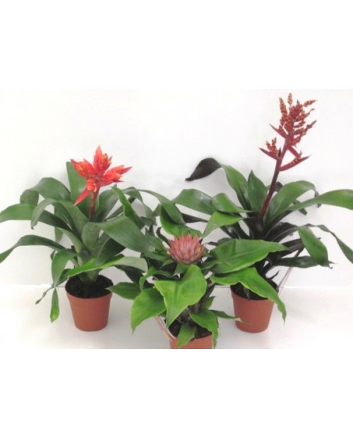 Billbergia mix m15                                