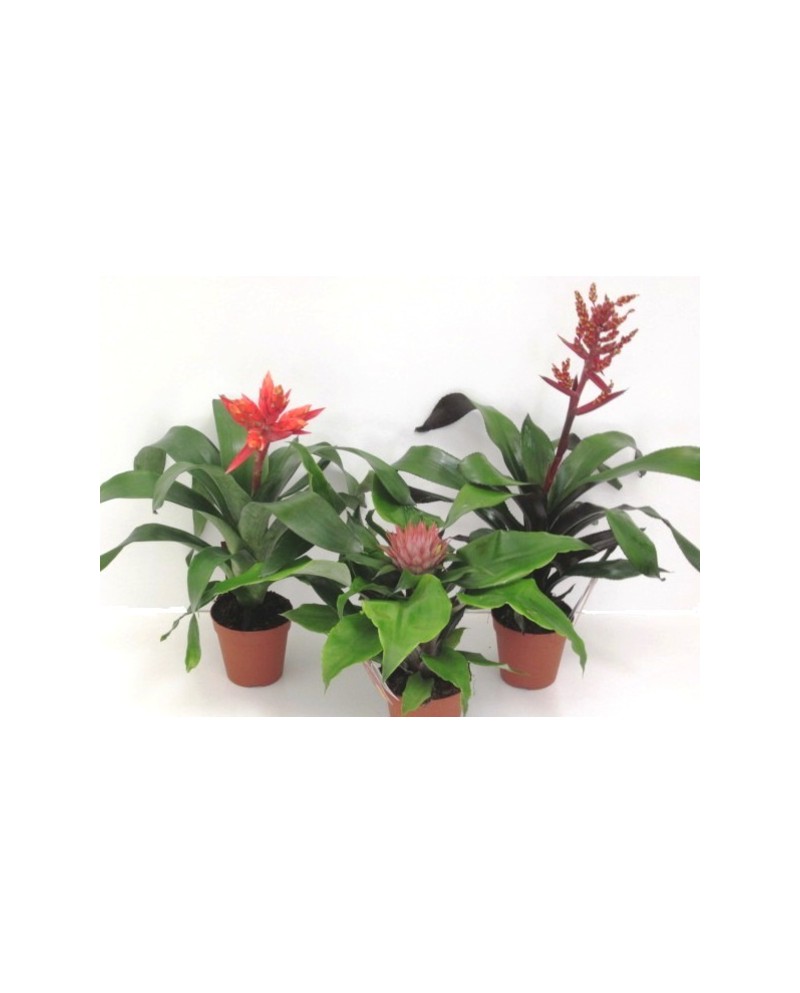 Billbergia mix m15                                
