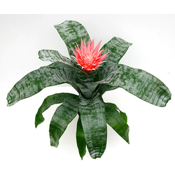 Billbergia mix m15                                