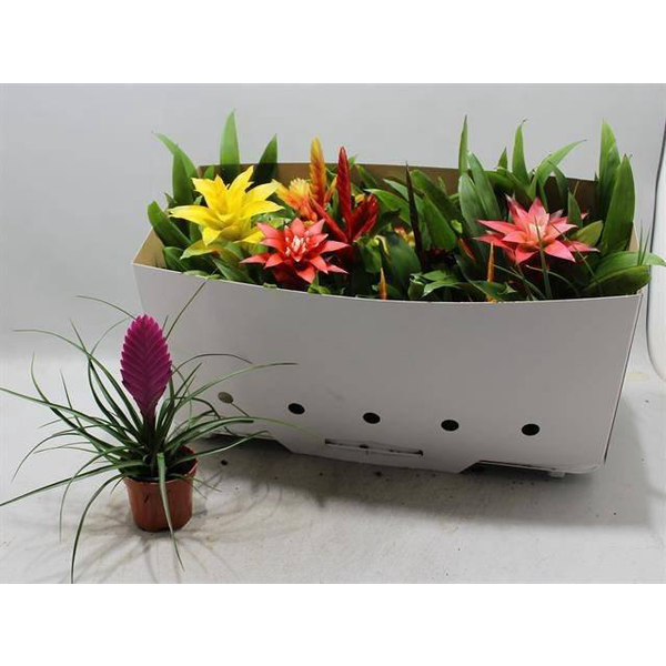 Bromelia mix m9                                   