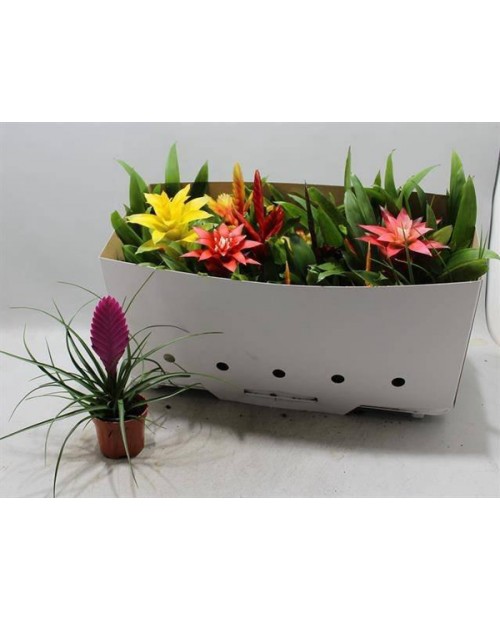 Bromelia mix m9                                   