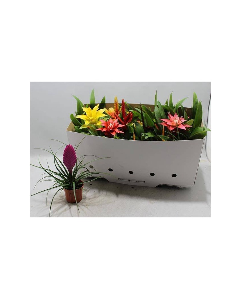 Bromelia mix m9                                   