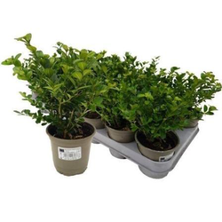 Buxus sempervivens 9                              