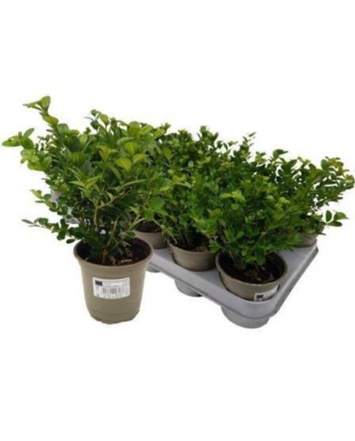 Buxus sempervivens 9                              