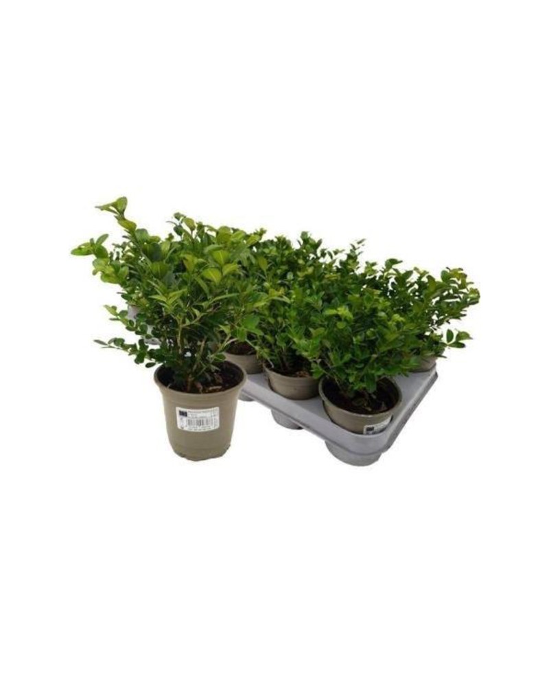 Buxus sempervivens 9                              