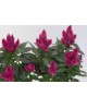 Celosia caracas 12                                