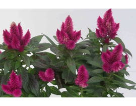 Celosia caracas 12                                