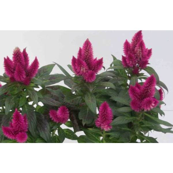 Celosia caracas 12                                