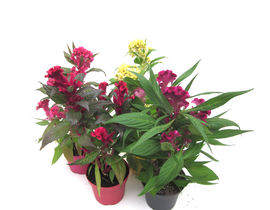 Celosia cristata hot topic twister m12            