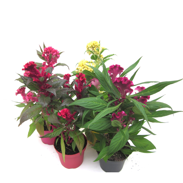 Celosia cristata hot topic twister m12            