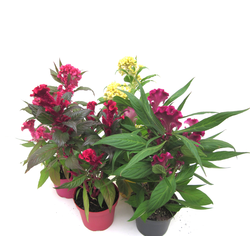 Celosia cristata hot topic twister m12            