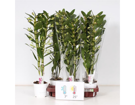 Dendrobium orquidea 12                            