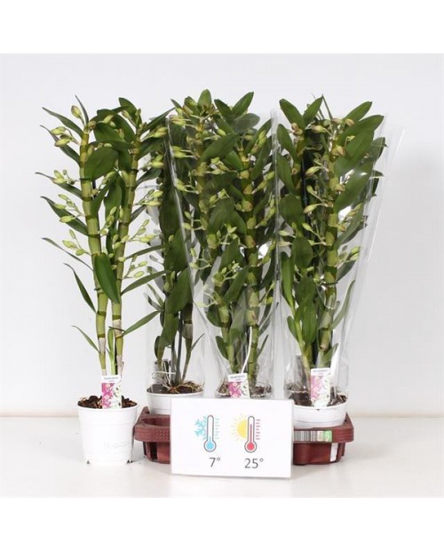 Dendrobium orquidea 12                            