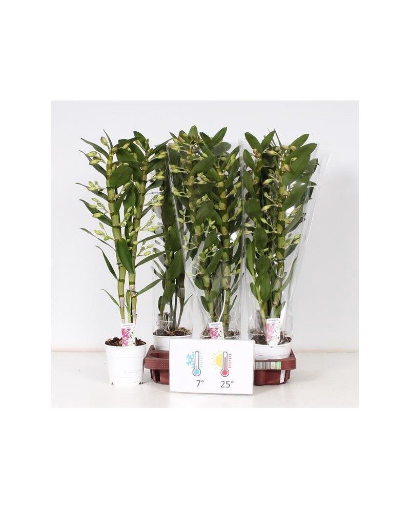 Dendrobium orquidea 12                            