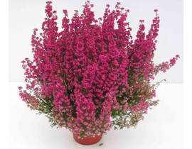 Erica gracilis 12                                 
