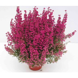 Erica gracilis 11                                 
