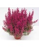 Erica gracilis 12                                 