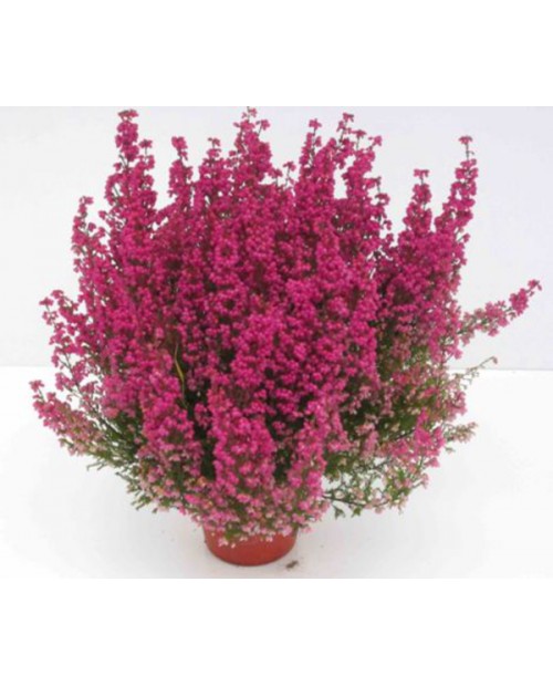 Erica gracilis 11                                 