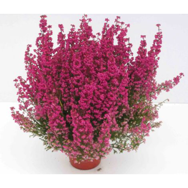 Erica gracilis 10                                 
