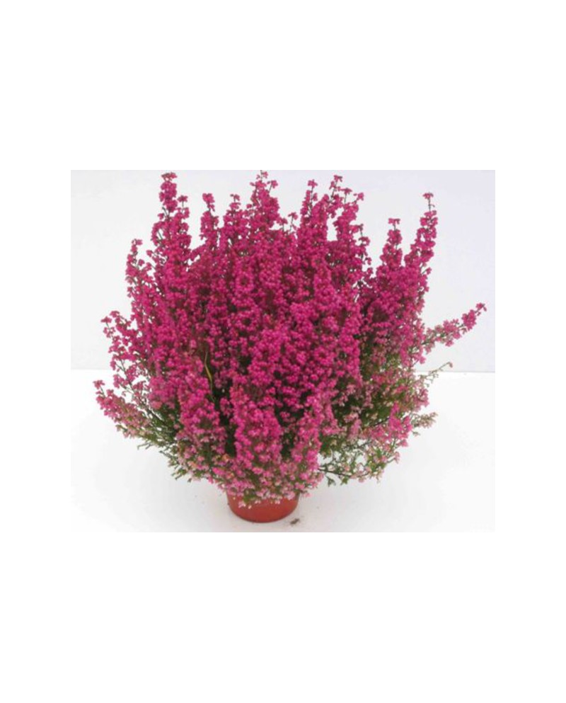 Erica gracilis 12                                 