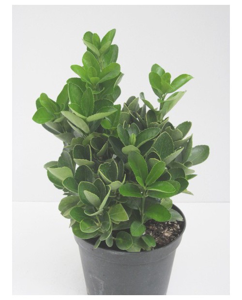Euonimus japonica luna - aurea m14                