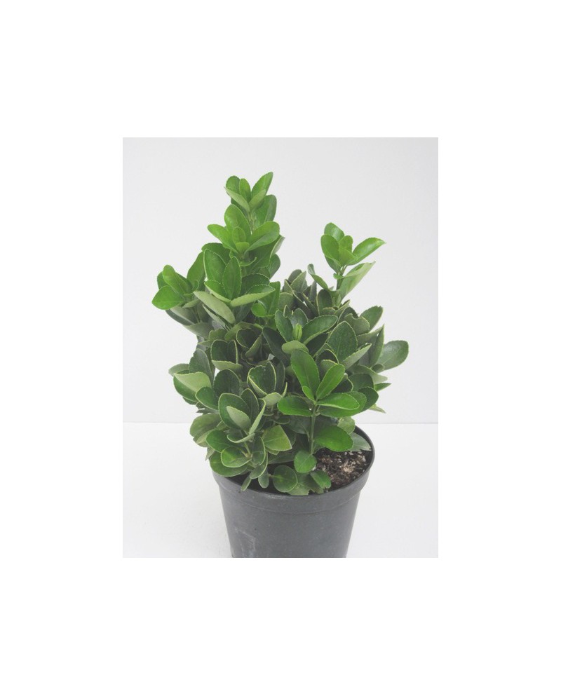 Euonimus japonica luna - aurea m14                