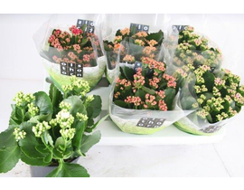 Kalanchoe calandiva 15                            