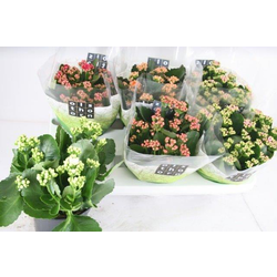 Kalanchoe calandiva 15                            