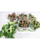 Kalanchoe calandiva 15                            