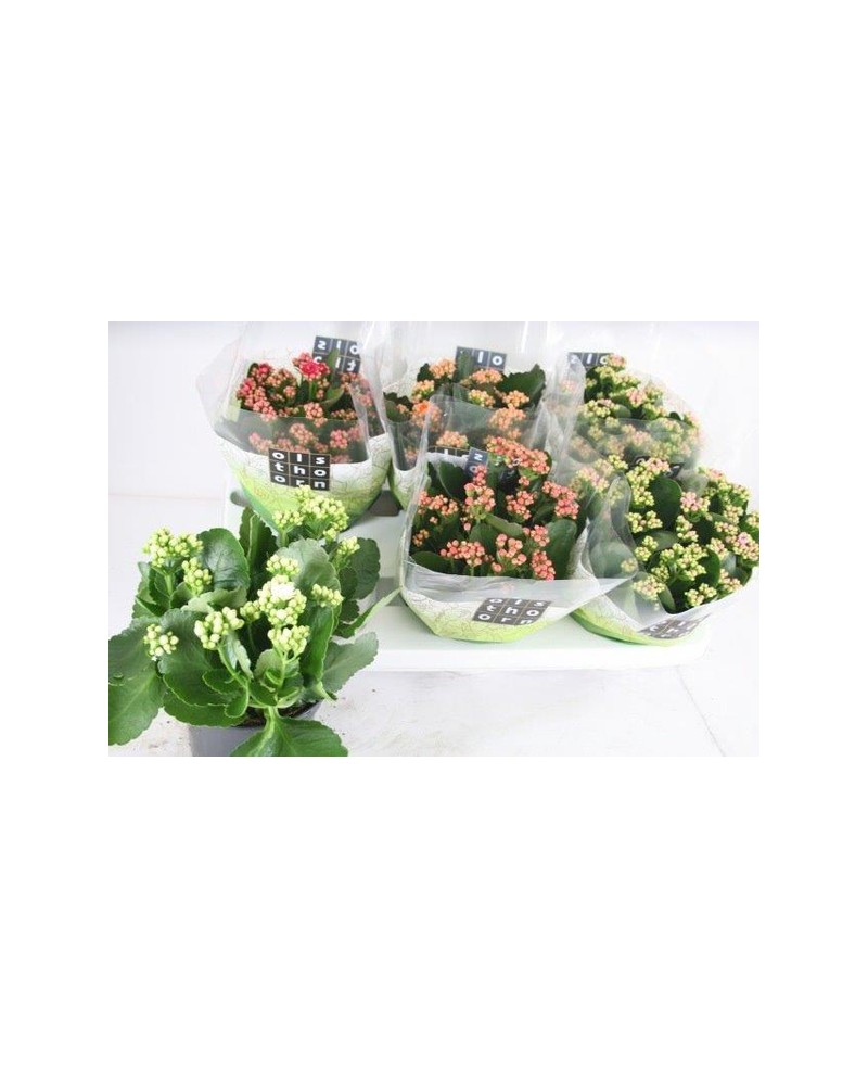 Kalanchoe calandiva 15                            