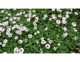 Lippia repens (phylla nodiflora) 11               