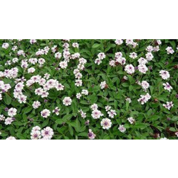 Lippia repens (phylla nodiflora) 11               