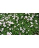Lippia repens (phylla nodiflora) 11               
