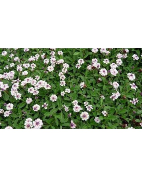 Lippia repens (phylla nodiflora) 11               