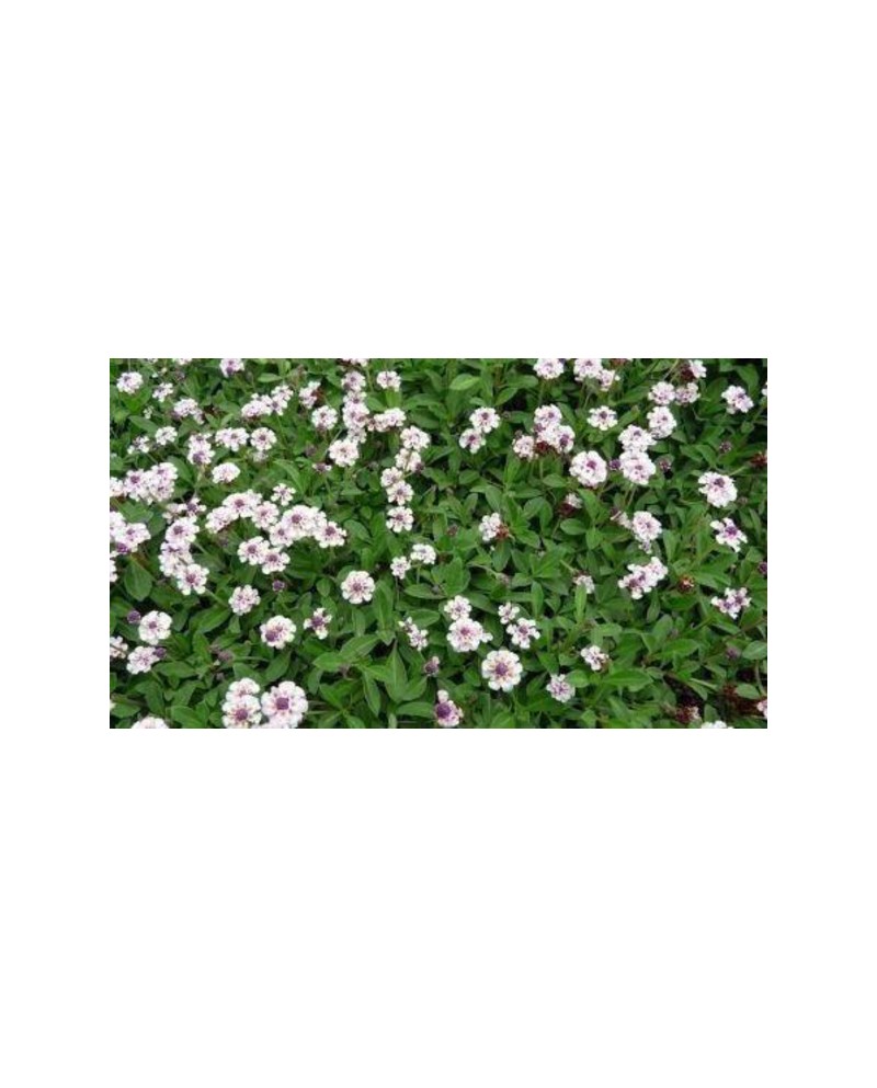 Lippia repens (phylla nodiflora) 11               